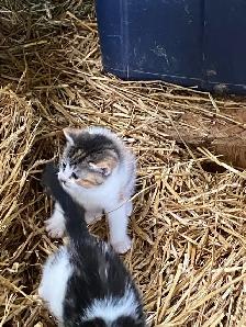 Kittens for sale - Photo 7
