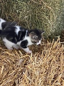 Kittens for sale - Photo 8