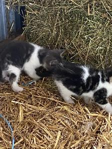 Kittens for sale - Photo 9