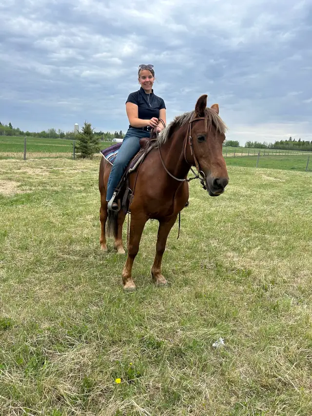 12 year old registered Morgan gelding for sale