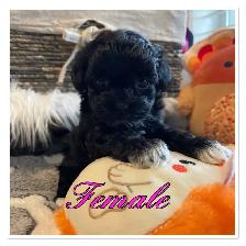 ❤️❤️ Gorgeous Maltipoo Puppies ❤️❤️
