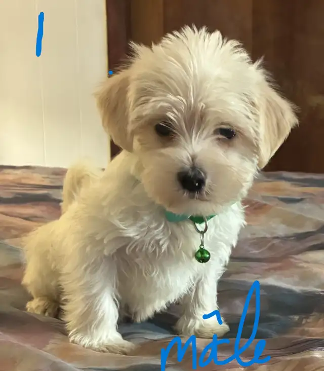 Chiots Morkie 4 mâles et 2 femelles