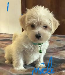 Chiots Morkie 4 mâles et 2 femelles
