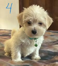 Chiots Morkie 4 mâles et 2 femelles - Photo 4