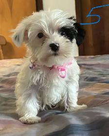Chiots Morkie 4 mâles et 2 femelles - Photo 5