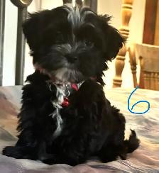 Chiots Morkie 4 mâles et 2 femelles - Photo 6