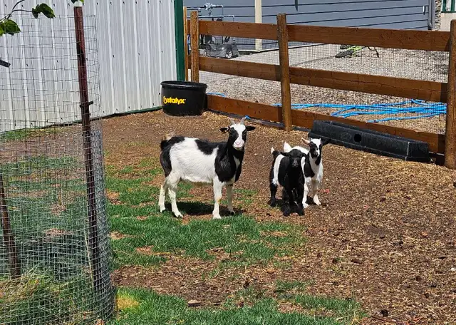 Fainting goats