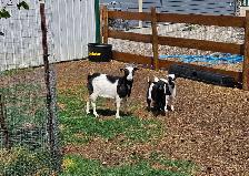 Fainting goats