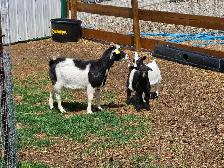 Fainting goats - Photo 2