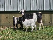 Fainting goats - Photo 3
