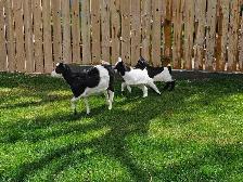 Fainting goats - Photo 4