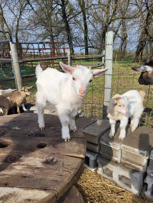 Nigerian Dwarf Buckling