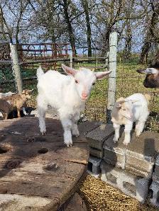 Nigerian Dwarf Buckling