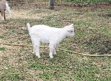 Nigerian Dwarf Buckling - Photo 2