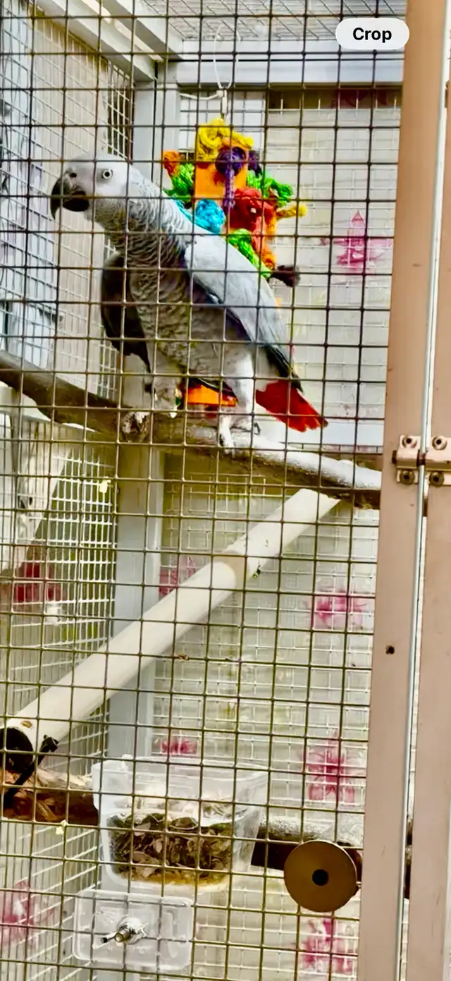 African Grey Male