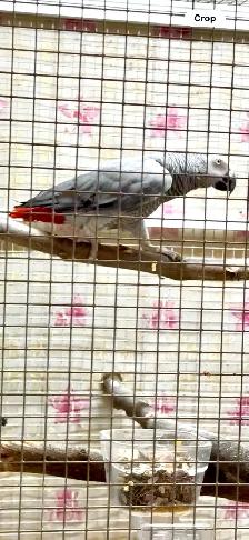 African Grey Male - Photo 2