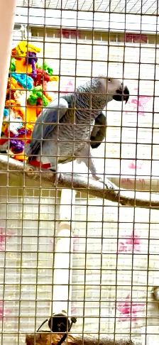 African Grey Male - Photo 3