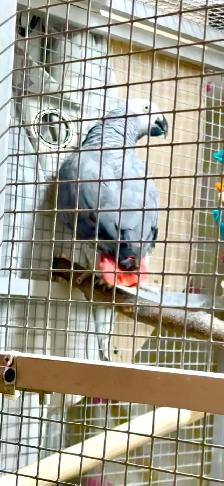 African Grey Male - Photo 4