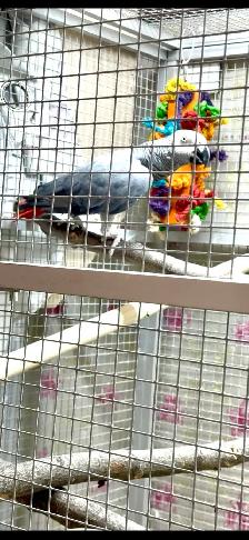 African Grey Male - Photo 5