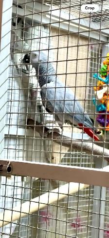 African Grey Male - Photo 6