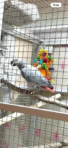 African Grey Male - Photo 7