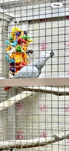 African Grey Male - Photo 8