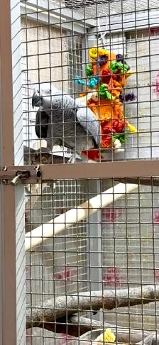 African Grey Male - Photo 9