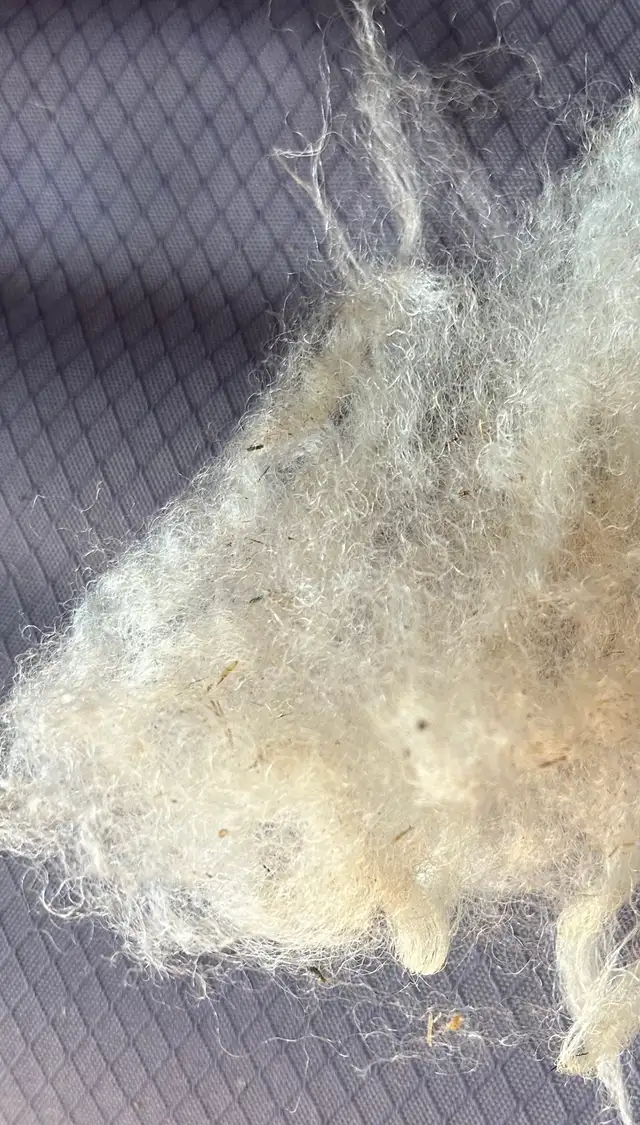 Raw sheep wool for sale