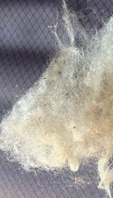 Raw sheep wool for sale