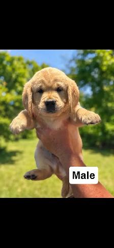 Golden Retriever / Labrador Retriever - Photo 2