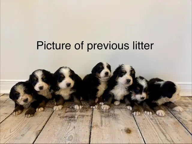 Bernese Mountain Puppies