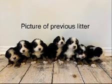 Bernese Mountain Puppies