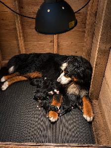 Bernese Mountain Puppies - Photo 2
