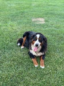 Bernese Mountain Puppies - Photo 3