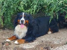 Bernese Mountain Puppies - Photo 4
