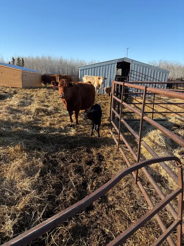 25 cow/calf pairs for sale