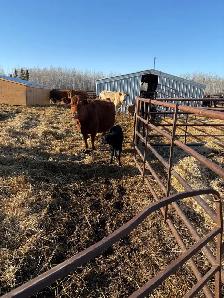 25 cow/calf pairs for sale