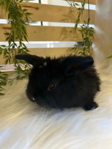 Bébés lapins bélier hollandais à donner