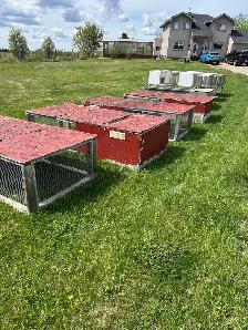 Rabbit Tractors/hutches