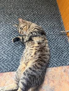 Free male cat to a good home