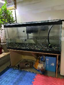 40 Gallon Long Aquarium