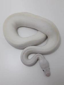 Female BEL Ball Python