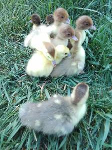 Muscovy Ducklings
