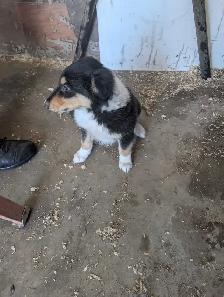 scotch collie puppies