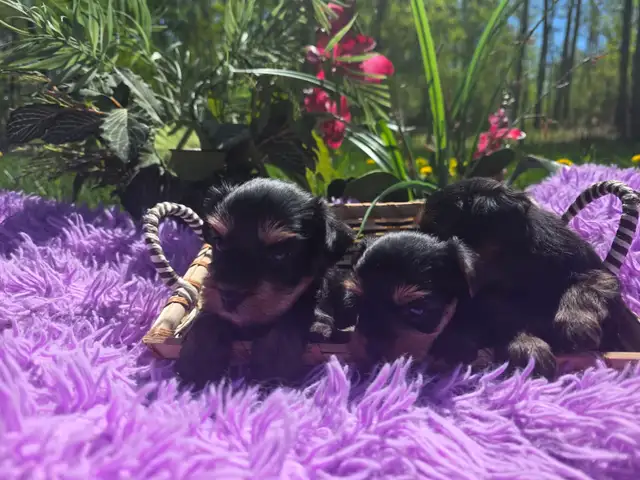 ✨ Beautiful Yorkie Terrier Puppies Ready to Steal Your Heart ✨
