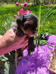 ✨ Beautiful Yorkie Terrier Puppies Ready to Steal Your Heart ✨ - Photo 2
