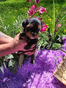 ✨ Beautiful Yorkie Terrier Puppies Ready to Steal Your Heart ✨ - Photo 3