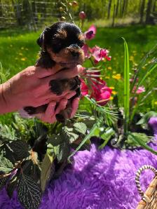 ✨ Beautiful Yorkie Terrier Puppies Ready to Steal Your Heart ✨ - Photo 4