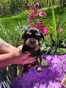 ✨ Beautiful Yorkie Terrier Puppies Ready to Steal Your Heart ✨ - Photo 5