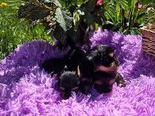 ✨ Beautiful Yorkie Terrier Puppies Ready to Steal Your Heart ✨ - Photo 6